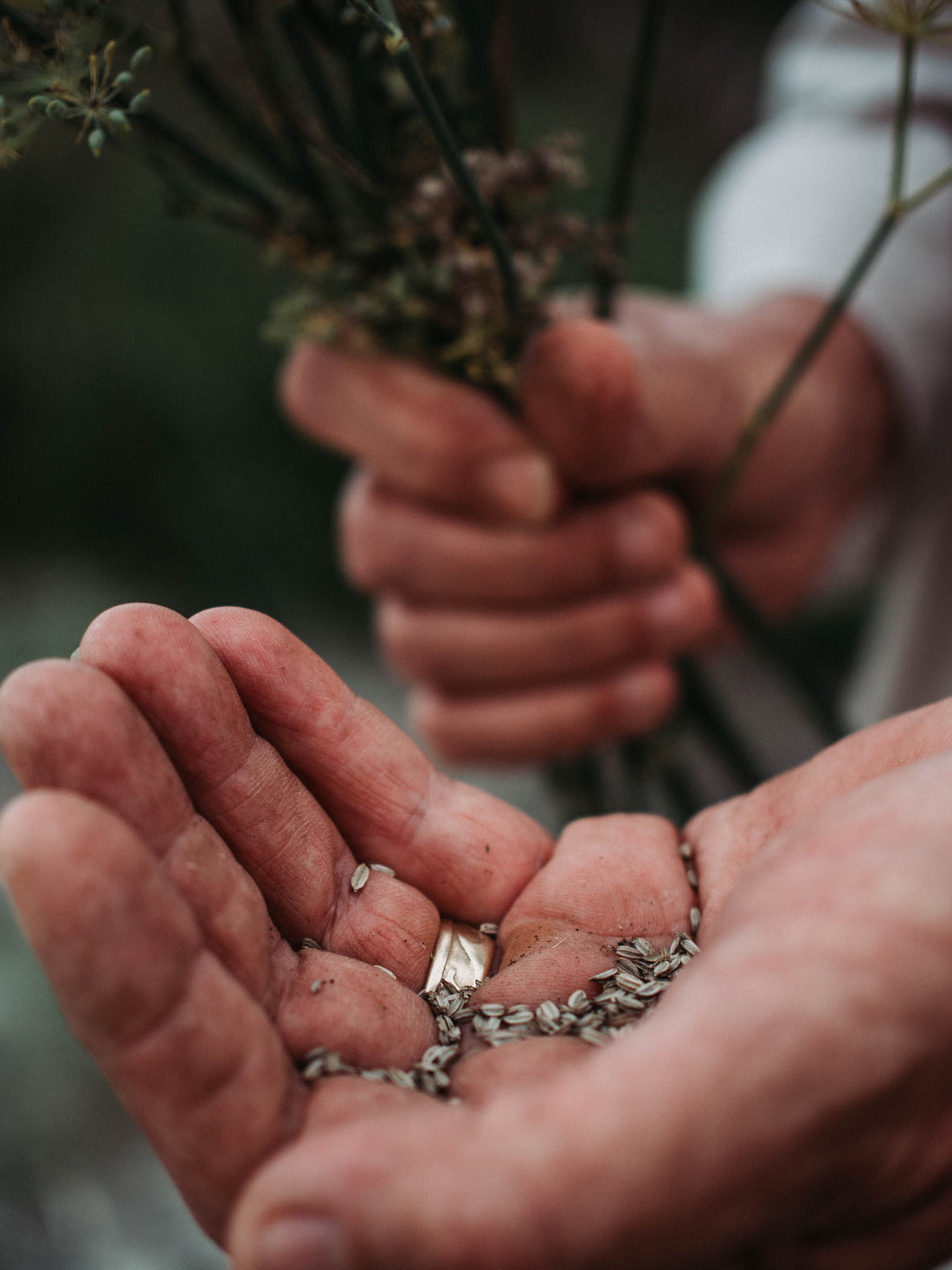 Wagtail Aniseed Spirit